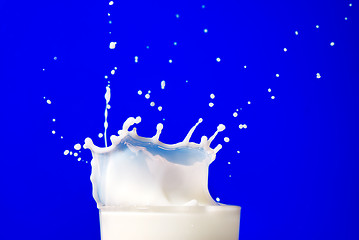 Image showing Milk splash isolated on blue