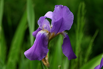 Image showing iris