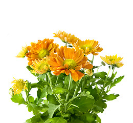 Image showing yellow chrysanthemum bouquet isolated on white