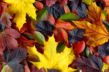 Image showing autumn leaves background