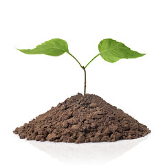 Image showing green plant with leaves in earth isolated on white