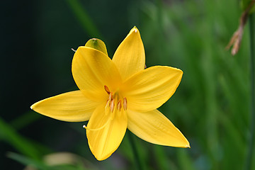 Image showing hemerocallis