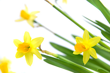 Image showing narcissus isolated on white