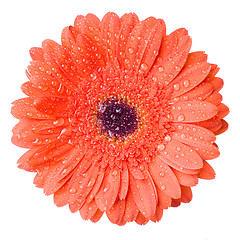 Image showing Macro of red daisy-gerbera head with water drops isolated on whi