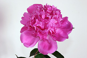 Image showing pink peony