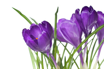 Image showing crocus bouquet isolated on white