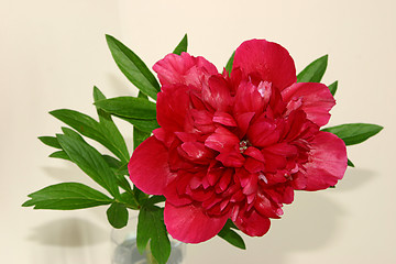 Image showing peony