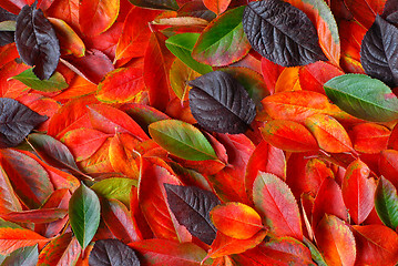 Image showing autumn leaves background