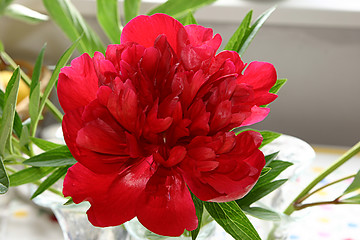 Image showing peony