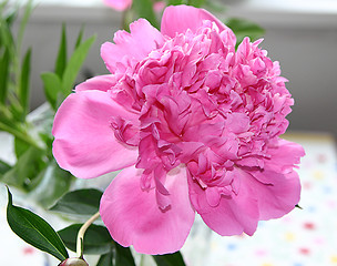 Image showing pink peony