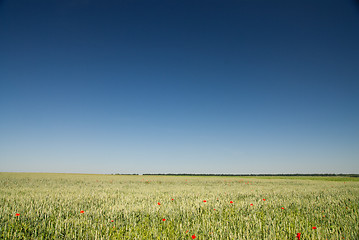 Image showing green wheat field and blue sky