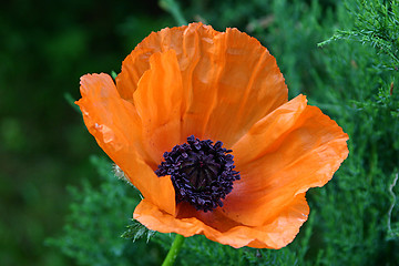 Image showing red papaver