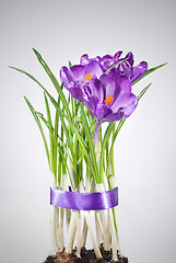 Image showing crocus bouquet