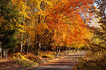 Image showing Autumn in a park