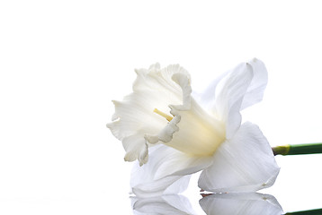 Image showing white narcissus isolated on white background