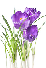 Image showing crocus bouquet isolated on white