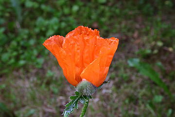 Image showing red papaver