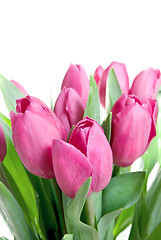 Image showing close-up pink tulips isolated on white