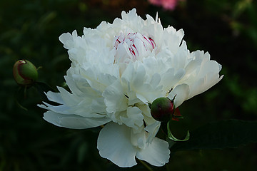 Image showing white peony