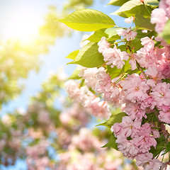 Image showing spring blossom of purple sakura against blue sky