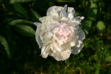 Image showing peony