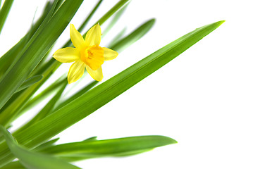 Image showing narcissus isolated on white