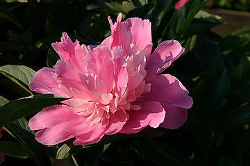 Image showing pink peony