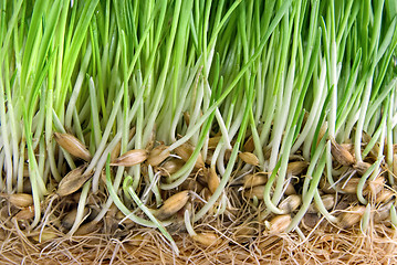 Image showing close-up green grass with roots