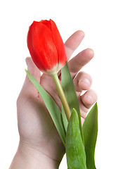 Image showing hand and red tulip isolated on white