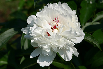 Image showing white peony