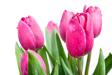 Image showing close-up pink tulips isolated on white