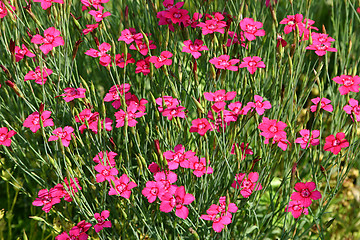 Image showing flower carpet