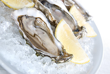Image showing raw oysters with lemon and ice