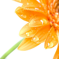 Image showing Macro of yellow daisy-gerbera head isolated on white