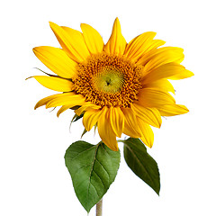 Image showing sunflower isolated on white