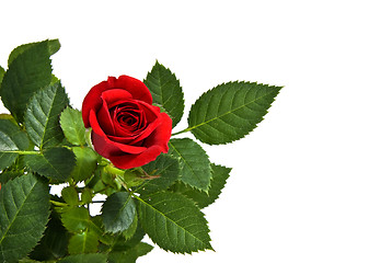 Image showing red rose isolated on white