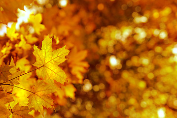 Image showing autumn yellows leaves