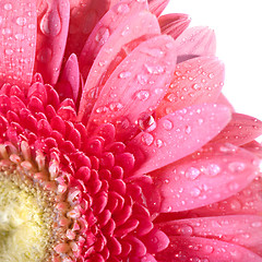 Image showing Pink daisy-gerbera with water drops isolated on white