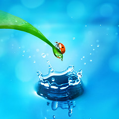 Image showing lady bug on green leaf and water splash