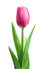 Image showing pink tulip isolated on white