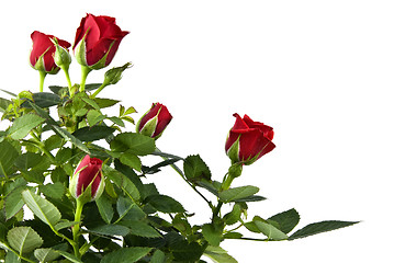 Image showing red rose bouquet isolated on white