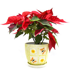 Image showing christmas flower