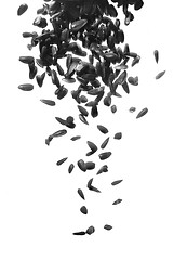 Image showing black sunflower seeds falling down on white background