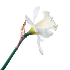 Image showing white narcissus isolated on white background