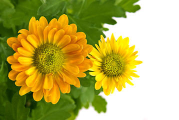 Image showing yellow chrysanthemum bouquet isolated on white