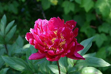 Image showing peony