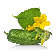 Image showing green cucumber with leaves and flower isolated on white