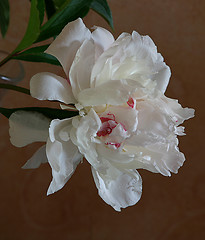 Image showing white peony