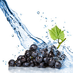 Image showing blue grape with water splash isolated on white