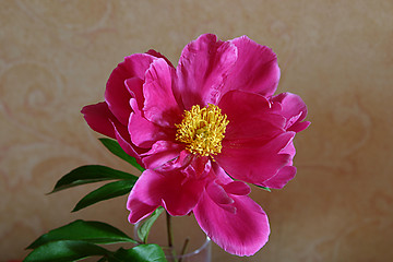 Image showing peony